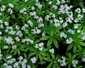 Sweet Woodruff plant (organically grown)
