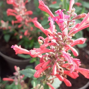 Kudo's Coral Hummingbird mint (live plant)