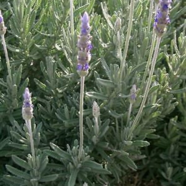 French Lavender (fringed lavender) live plant