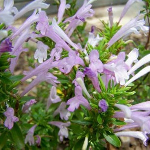 Mexican Oregano Plant (live Plant), rosemary mint, southwest oregano