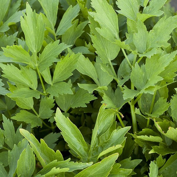 Lovage Plant (Live plant)