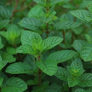 Berries and cream mint plant (live)