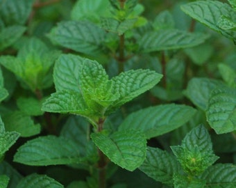 Berries and cream mint plant (live)