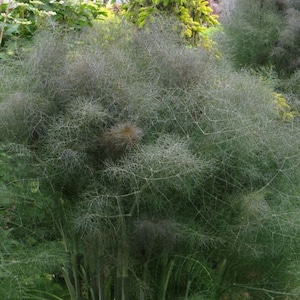 Bronze Fennel