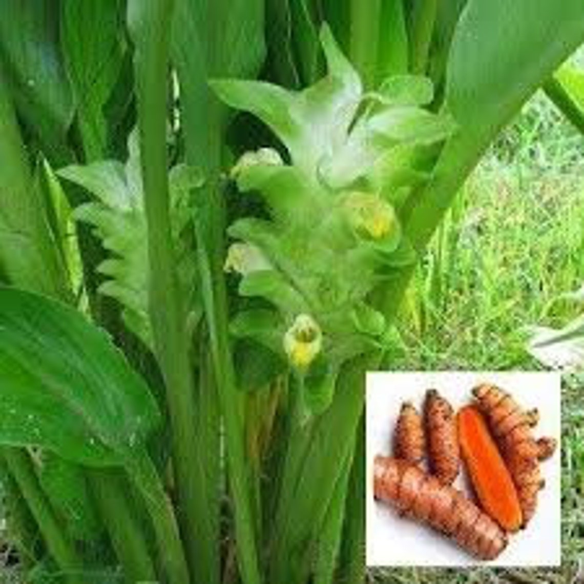 Organic Yellow Turmeric Plants lives herb plant 12 in tall Etsy