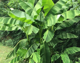 Hardy Banana (Musa Bajoo) plant. Banana leaf plant