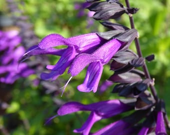 Amistad Salvia Plant, Black & Purple Sage , 4" Pot