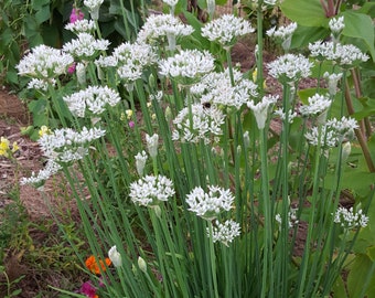 Könnte beinhalten: Nahaufnahme einer Gruppe weiß blühender Schnittlauch in einer Gartenumgebung. Der Schnittlauch blüht in voller Blüte und hat ein zartes, gefiedertes Aussehen.
