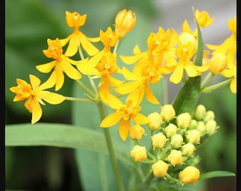 Yellow milkweed plants, butterfly milkweed