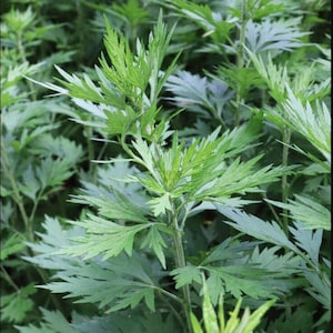 Artemisa (Artemisia vulgaris)