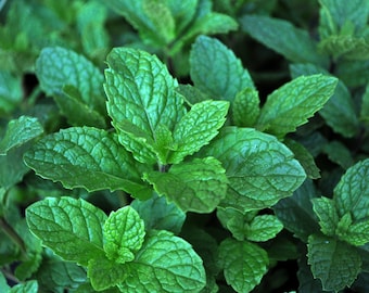Kentucky Colonel Spearmint