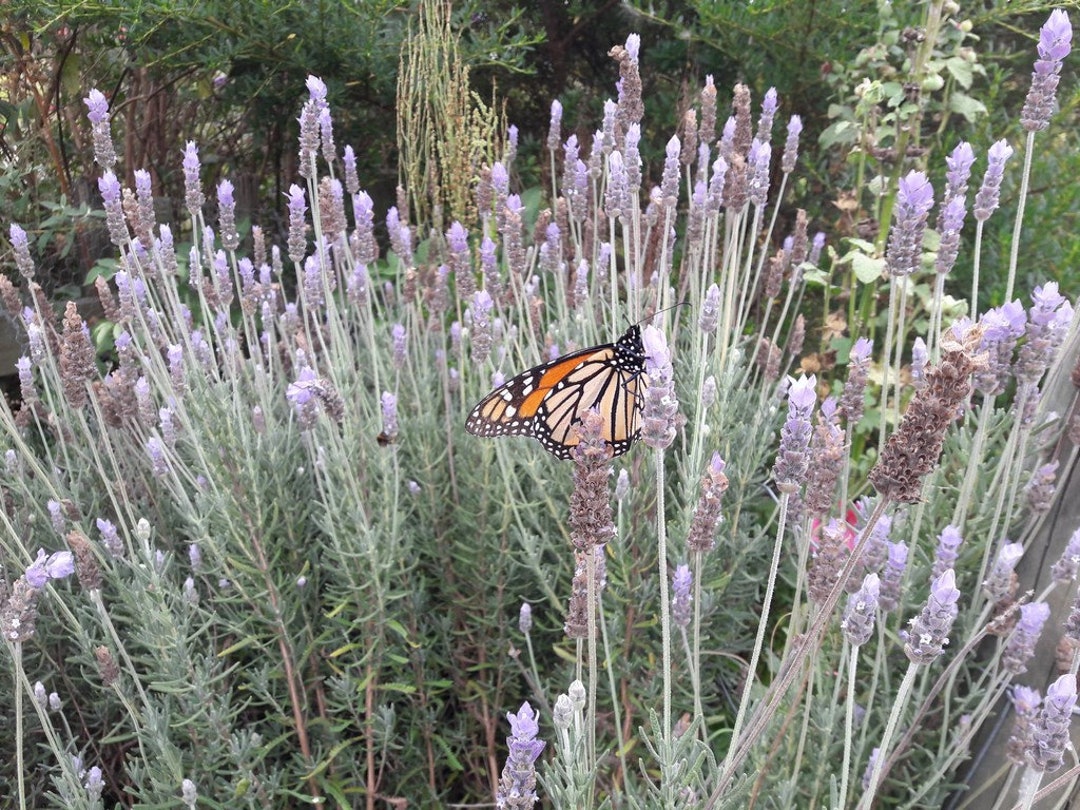 Live Lavender Plant – French Or English Lavender In 4-Inch Pot