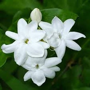Jasmine Plant (sambac) Indian Jasmine, Arabian Jasmine, Maid of Orleans (live plant)