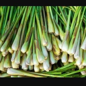 May include: A bunch of fresh lemongrass stalks with green leaves. The stalks are light green with a brown base and are bundled together.