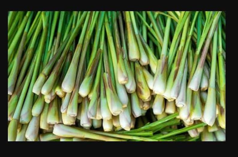 May include: A bunch of fresh lemongrass stalks with green leaves. The stalks are light green with a brown base and are bundled together.