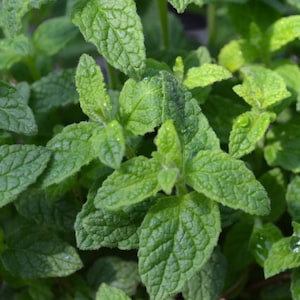 Planta de menta fresa