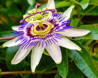 Blue Passion flower vine (live plant)