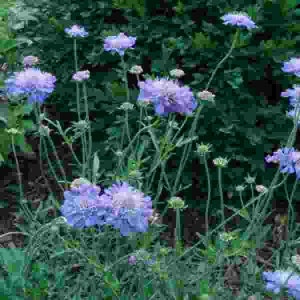 Scabiosa Butterfly Blue Plant, Pin cushion plant, Naturally grown. image 6