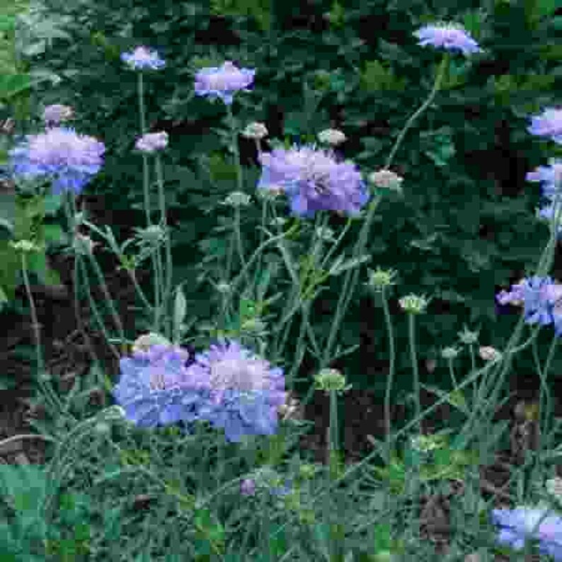 Scabiosa Butterfly Blue Plant, Pin cushion plant, Naturally grown. image 6