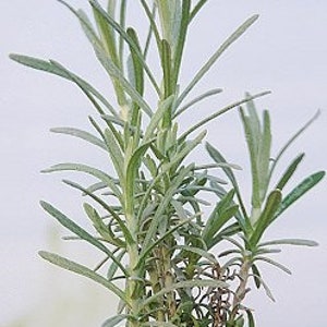 Curry Plant, Helichrysum Italicum image 9