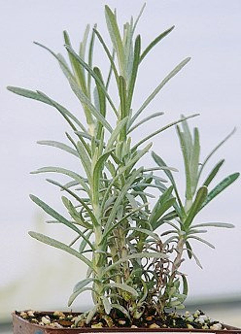 Curry Plant, Helichrysum Italicum image 9