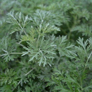 Wormwood plant (live plant)