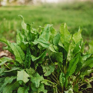 Organic Garden Sorrel Plants (Rumex Acetosa)