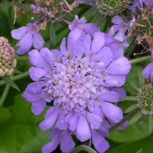 Scabiosa Butterfly Blue Plant, Pin cushion plant, Naturally grown. image 7
