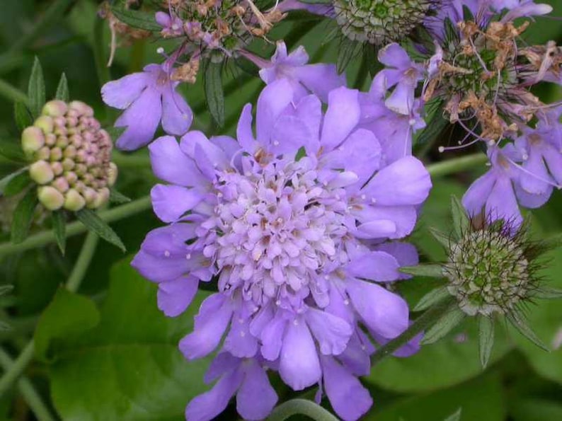 Scabiosa Butterfly Blue Plant, Pin cushion plant, Naturally grown. image 7