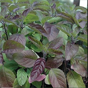 Tulsi (holy basil) Krishna plant