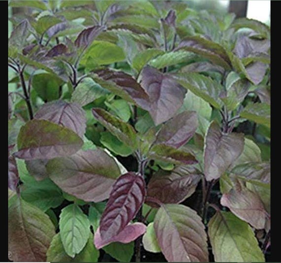 Tulsi (holy basil) Krishna plant