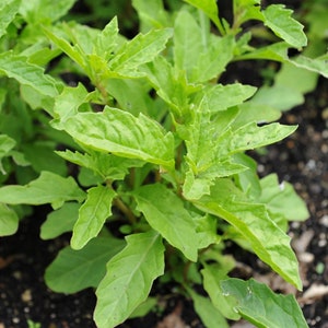 May include: Close-up of a leafy green plant with jagged-edged leaves. The plant has multiple stems and is a vibrant shade of green, suggesting it is healthy and thriving. The background is blurred, focusing attention on the plant's details.