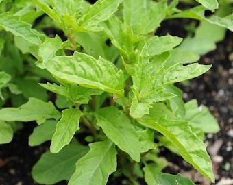 Epazote (live plant) Mexican tea