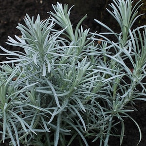 Curry Plant, Helichrysum Italicum image 7