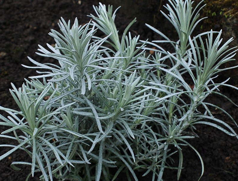 Curry Plant, Helichrysum Italicum image 7