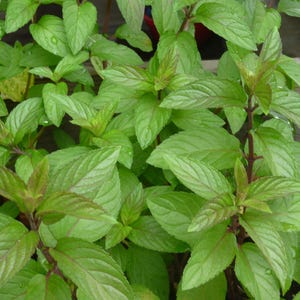 May include: Close-up of fresh mint plants with vibrant green leaves and reddish stems. The leaves have a textured surface and are densely packed together, creating a lush, full appearance. The image captures the natural beauty of the herb.