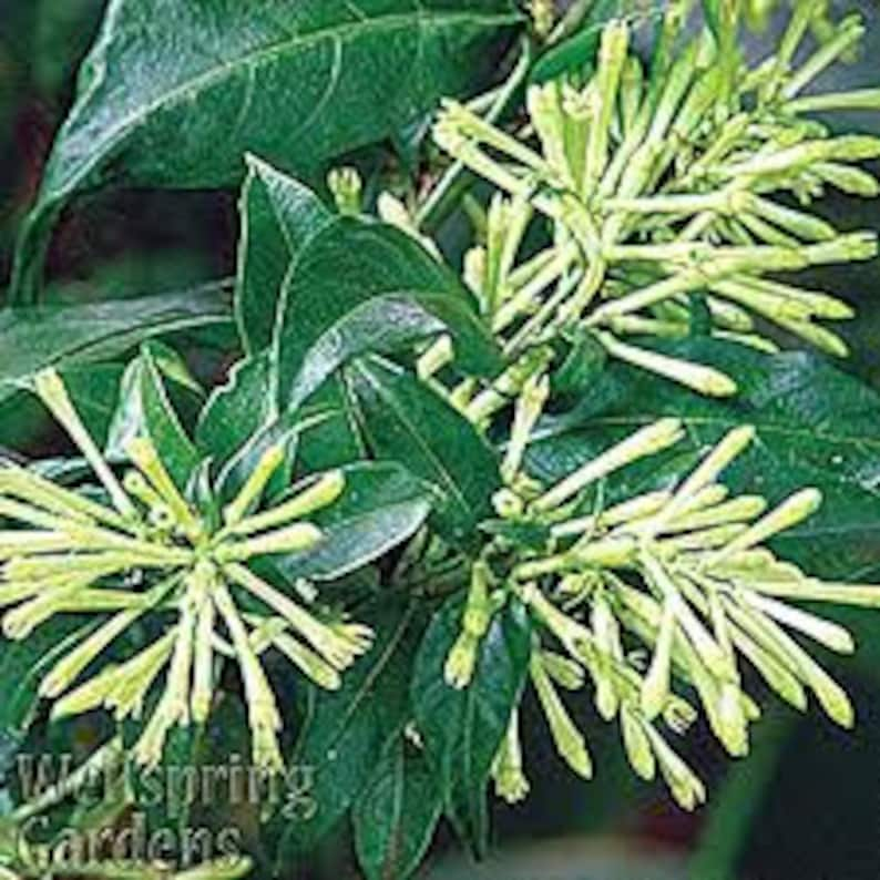 Organic Night blooming Jasmine cestrum Nocturnum Plant grown in 4 inch pot image 3