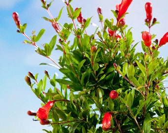 Dwarf Pomegranate plant