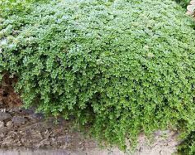 Elfin Thyme Plants ground Cover Etsy