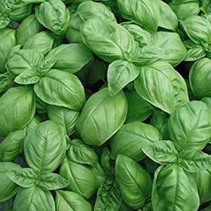 Sweet Basil (Genovese) Plants