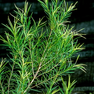 Tea Tree Melaleuca alternifolia Plant image 1