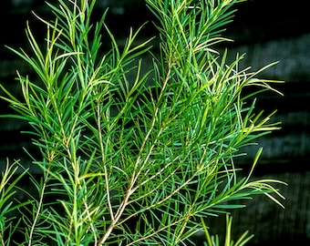 Tea Tree (Melaleuca alternifolia) Plant