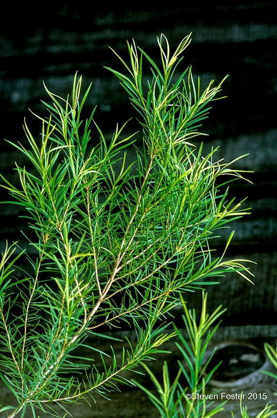 Tea Tree melaleuca Alternifolia Plant 