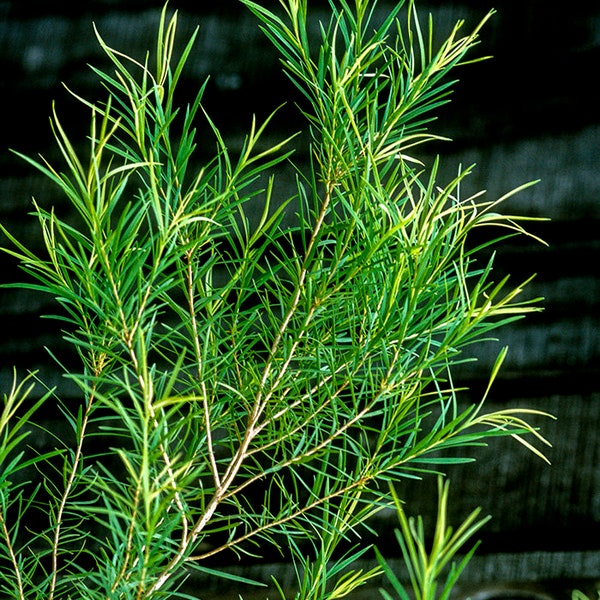 Tea Tree (Melaleuca alternifolia) Plant