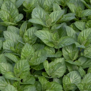 Grapefruit Mint Plant