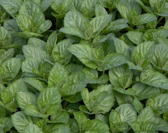 Grapefruit Mint Plant