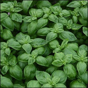 Sweet Basil (Genovese) Plants