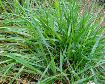Sweet Vernal Grass plant (live Plant)