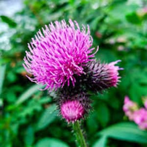 Burdock Plant