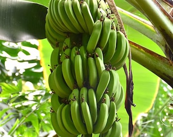 Dwarf Cavendish Banana (Hardy) plant